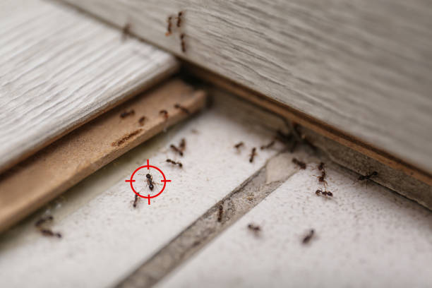 Pest Control for Restaurants in Branson, MO