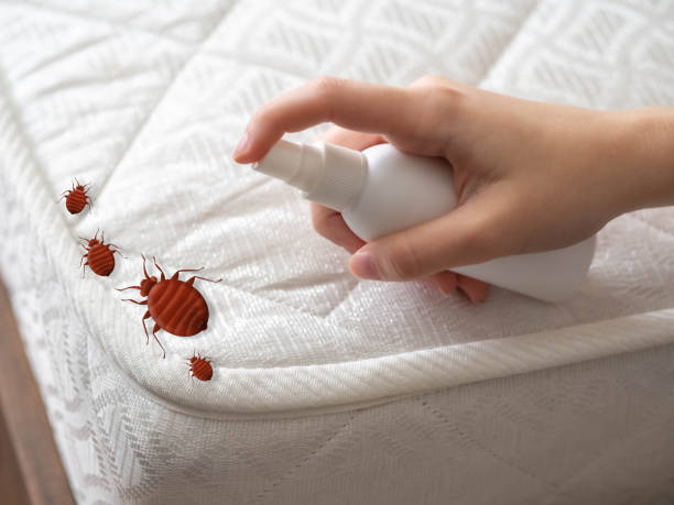 Best Pest Inspection Near Me  in Branson, MO